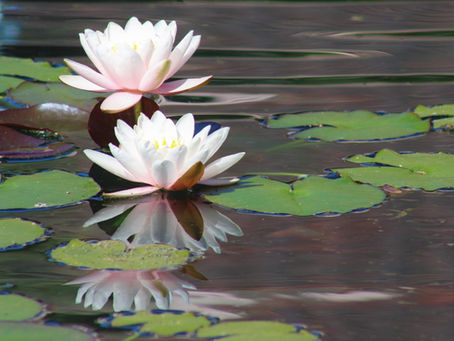 "The Ponds", by Mary Oliver