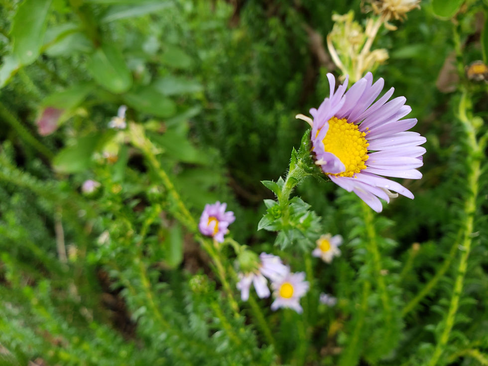 Flower Gratitude
