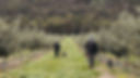 Truffle Farm.jpg