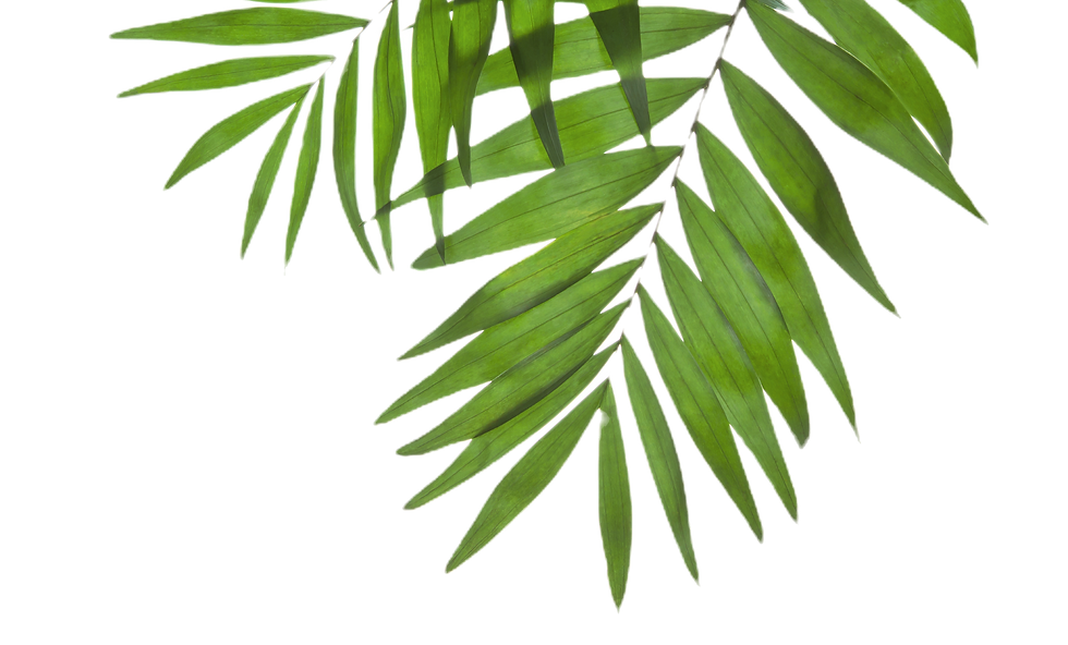 Green Palm Leaves