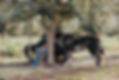 Search Truffle.jpg