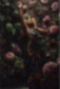 DIonneShar3_edited.jpg