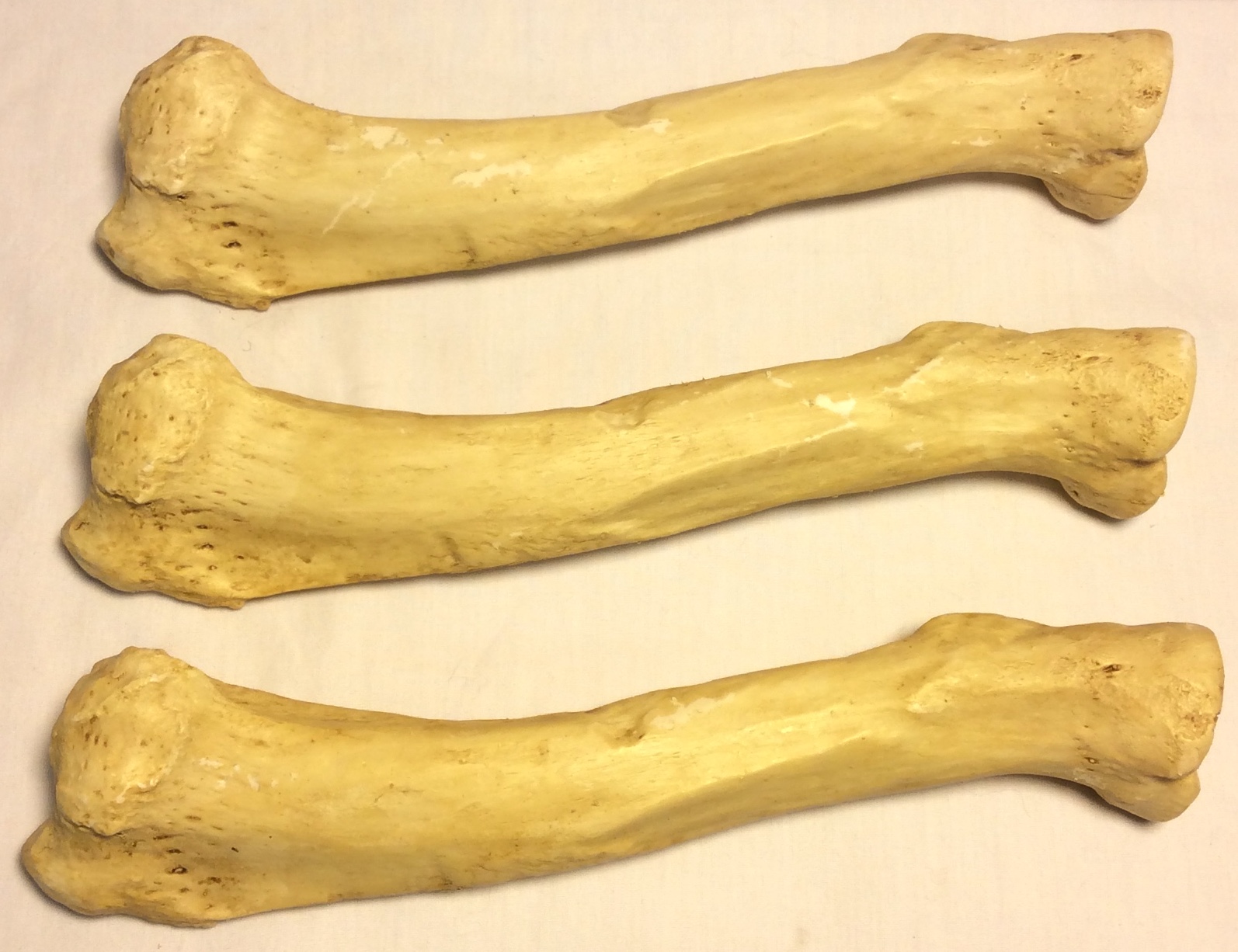 Custom Build Tibia bones