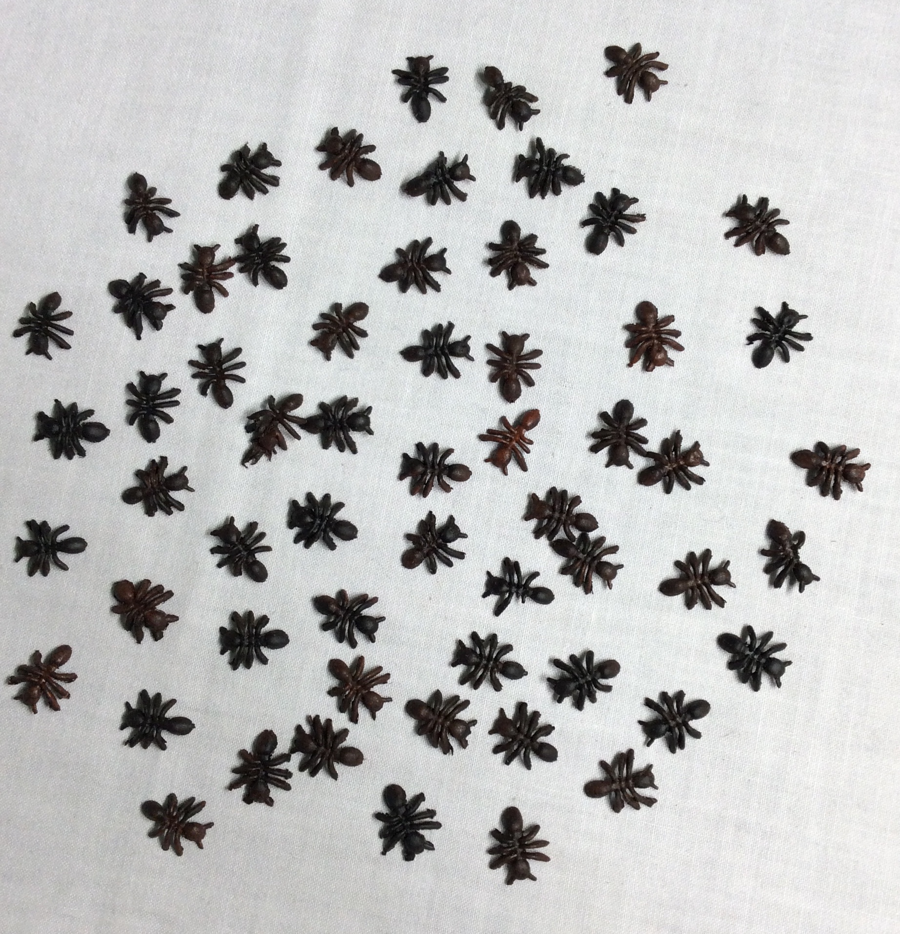 Ants