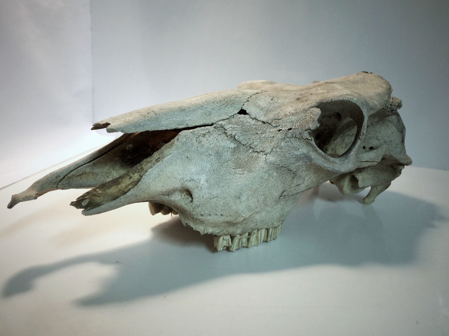 Cow Skull
