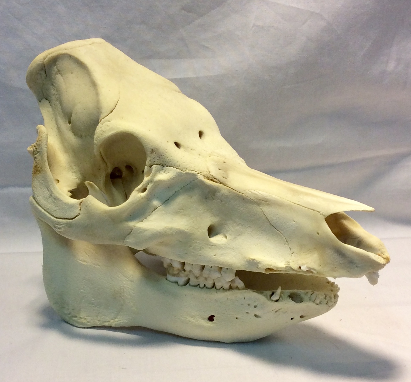 Domestic Boar Skull (Real)