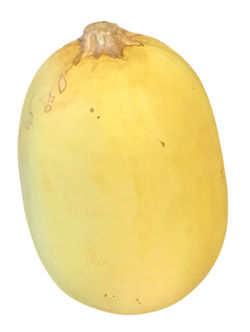 Rubber Spaghetti Squash