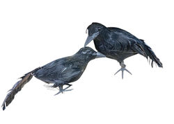 Decorative Crow/Black Bird