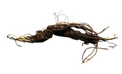 Mandrake Root