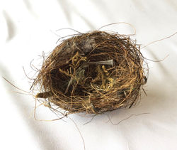 Extra small bird's nest 3.5" x 3"