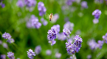 Abeille en vol au-dessus de fleurs de lavande dans un jardin naturel