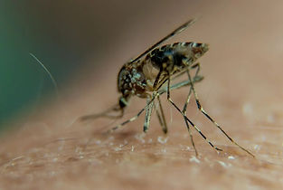 La prevención de la malaria incluye el uso de mosquiteros tratados con insecticidas, ropa protectora y repelentes de mosquitos.