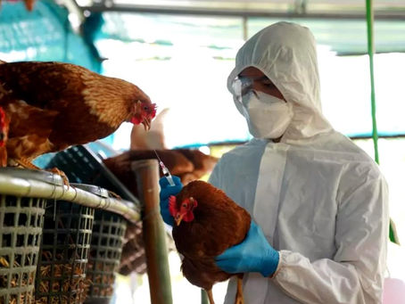 Alerta sobre la gripe aviar en la Isla de Cuba.