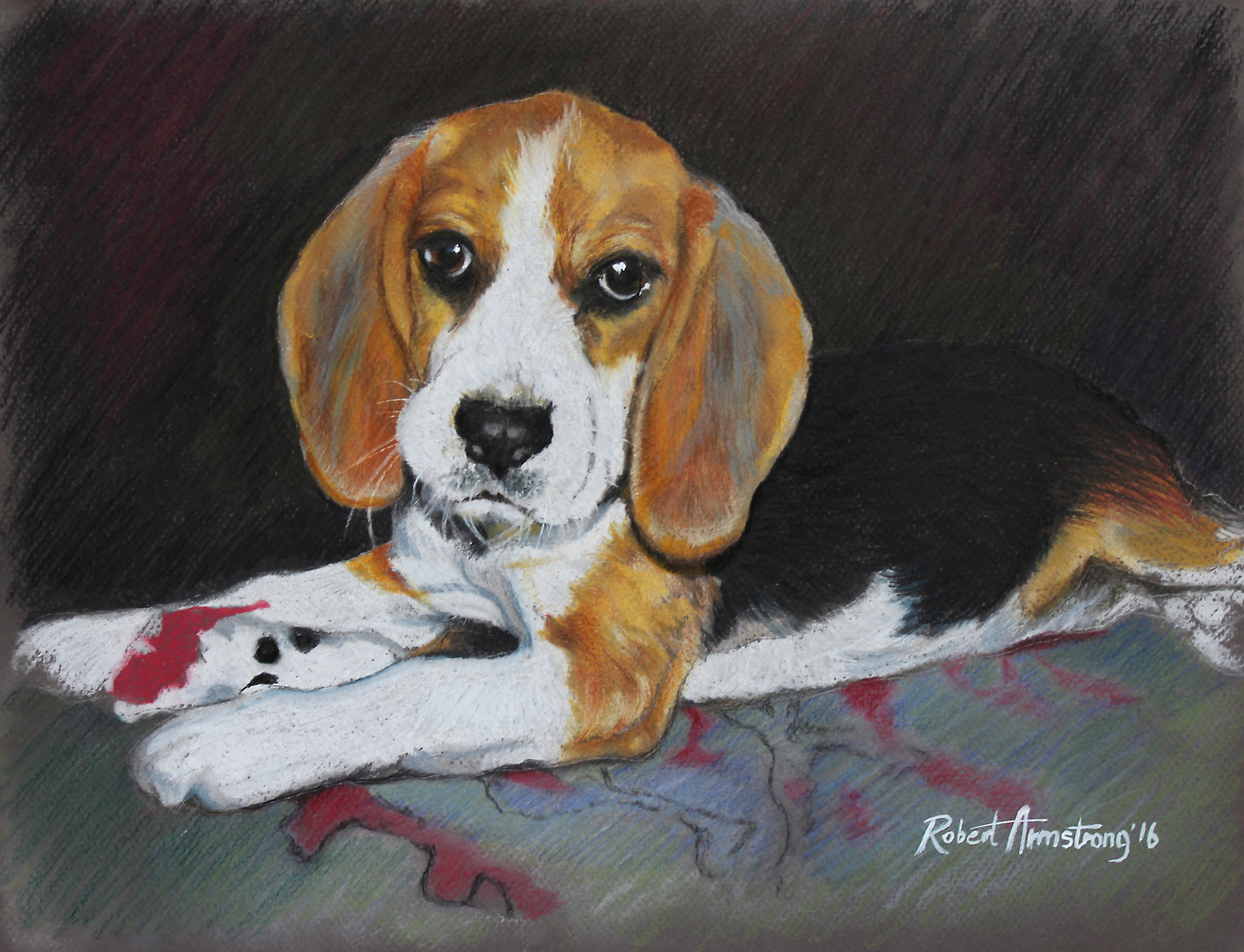 Puppy Beagle