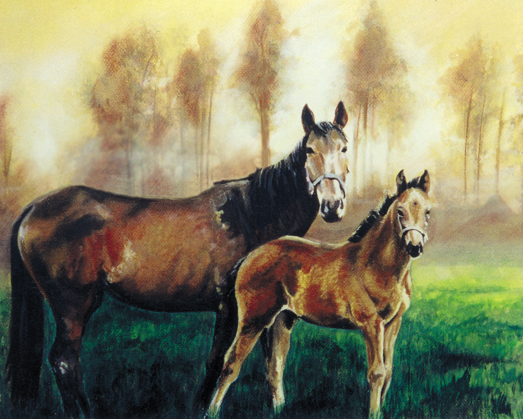 Horses
