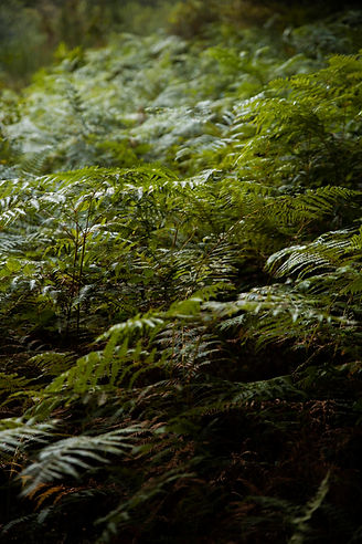 beautiful-natural-landscape-forest.jpg
