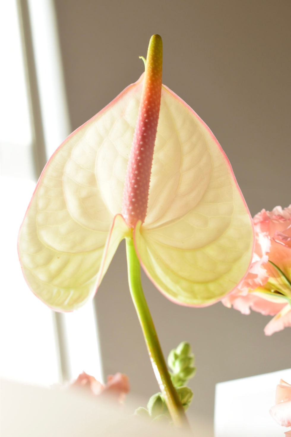 Miniatura: Blush Bouquet