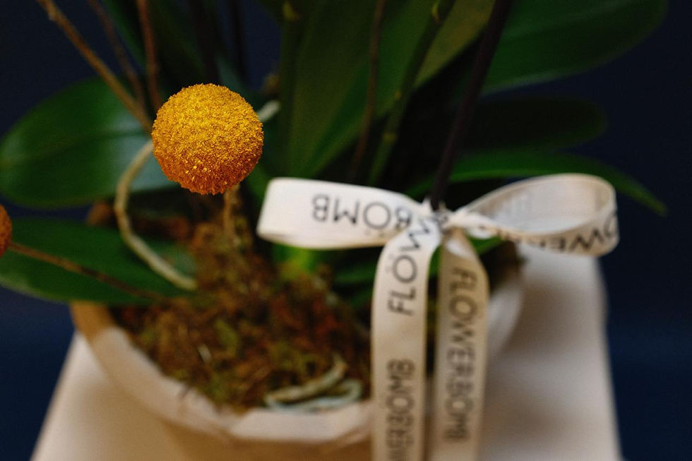 Miniatura: No. 4 - Orchid Study