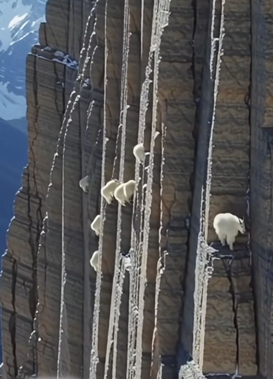 A vacancy has suddenly become available for an alpine goat herder.