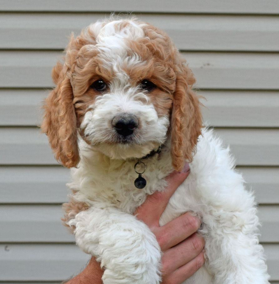 mini brittany spoodle