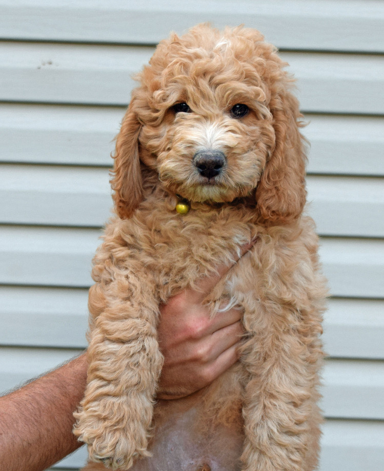 mini brittany spoodle