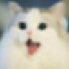 Kitten.jpg