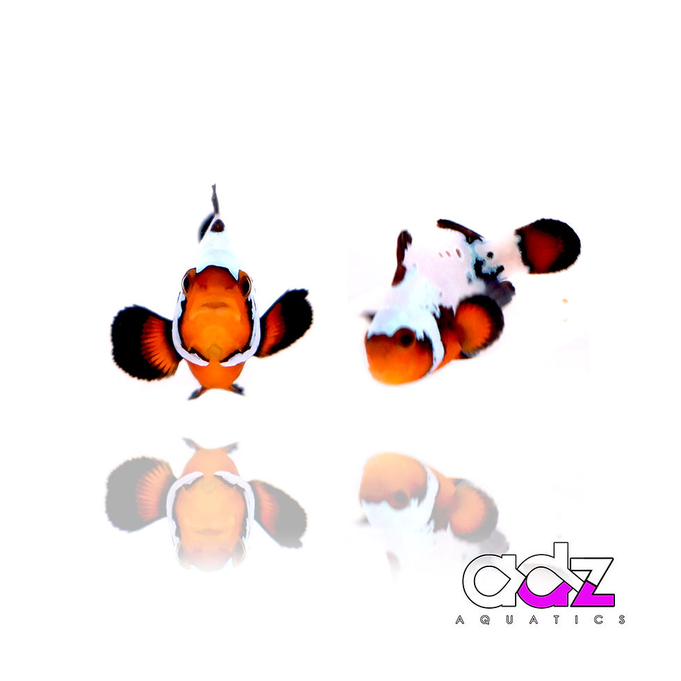 Thumbnail: Extreme Sapphire Black Ice Pair - WYSIWYG