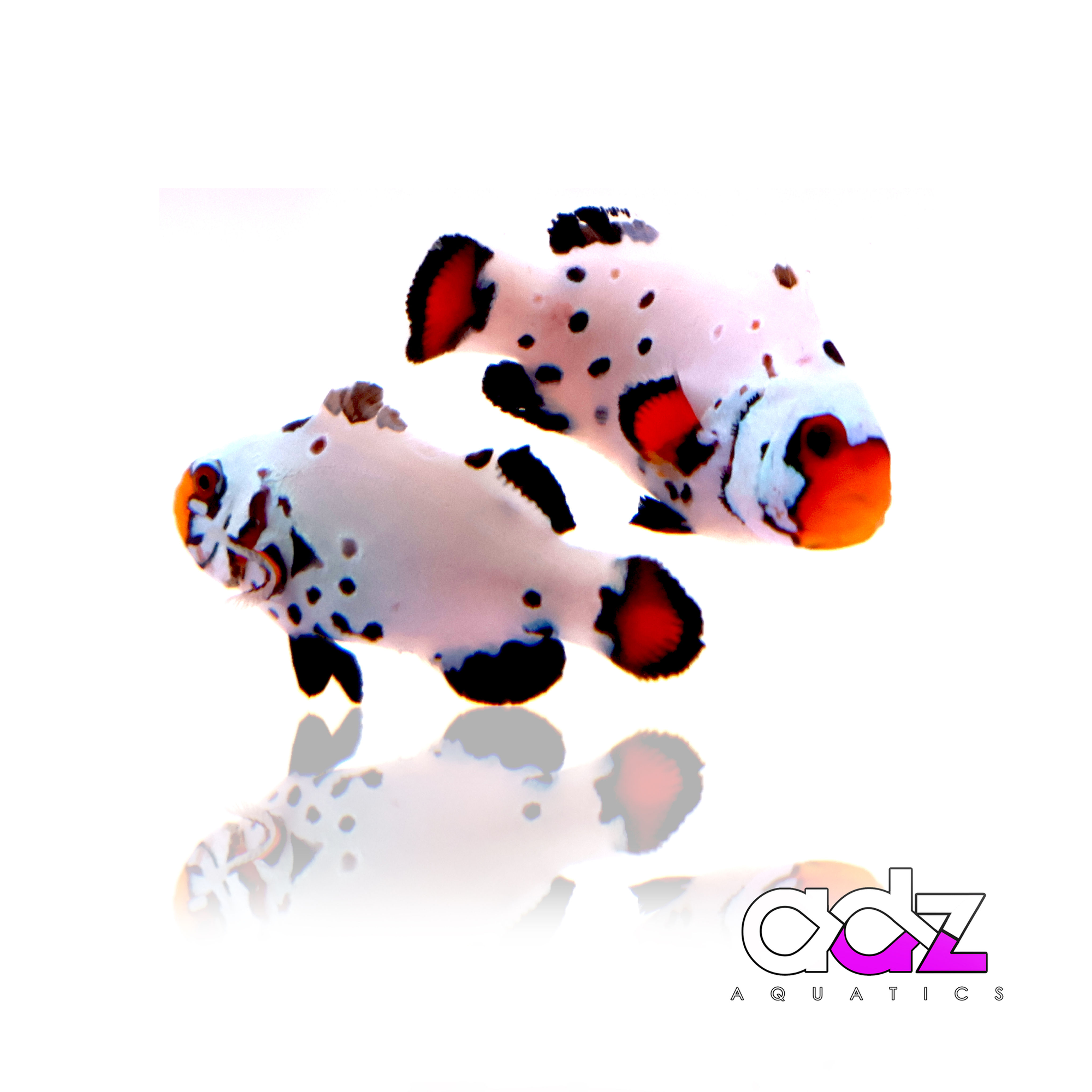 Frostbite & Bullethole Clownfish Pair - WYSIWYG