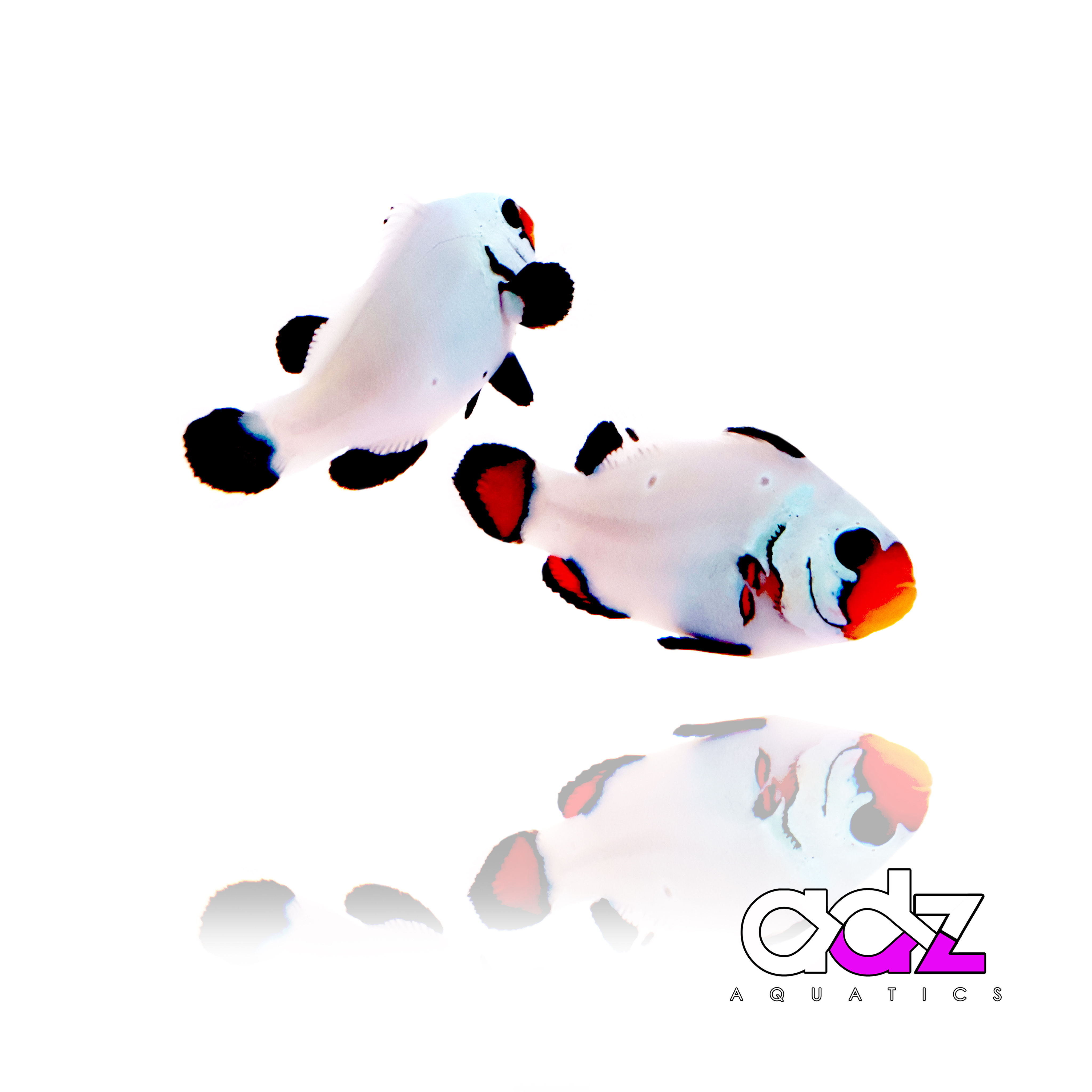 Frostbite & Black Frostbite Clownfish