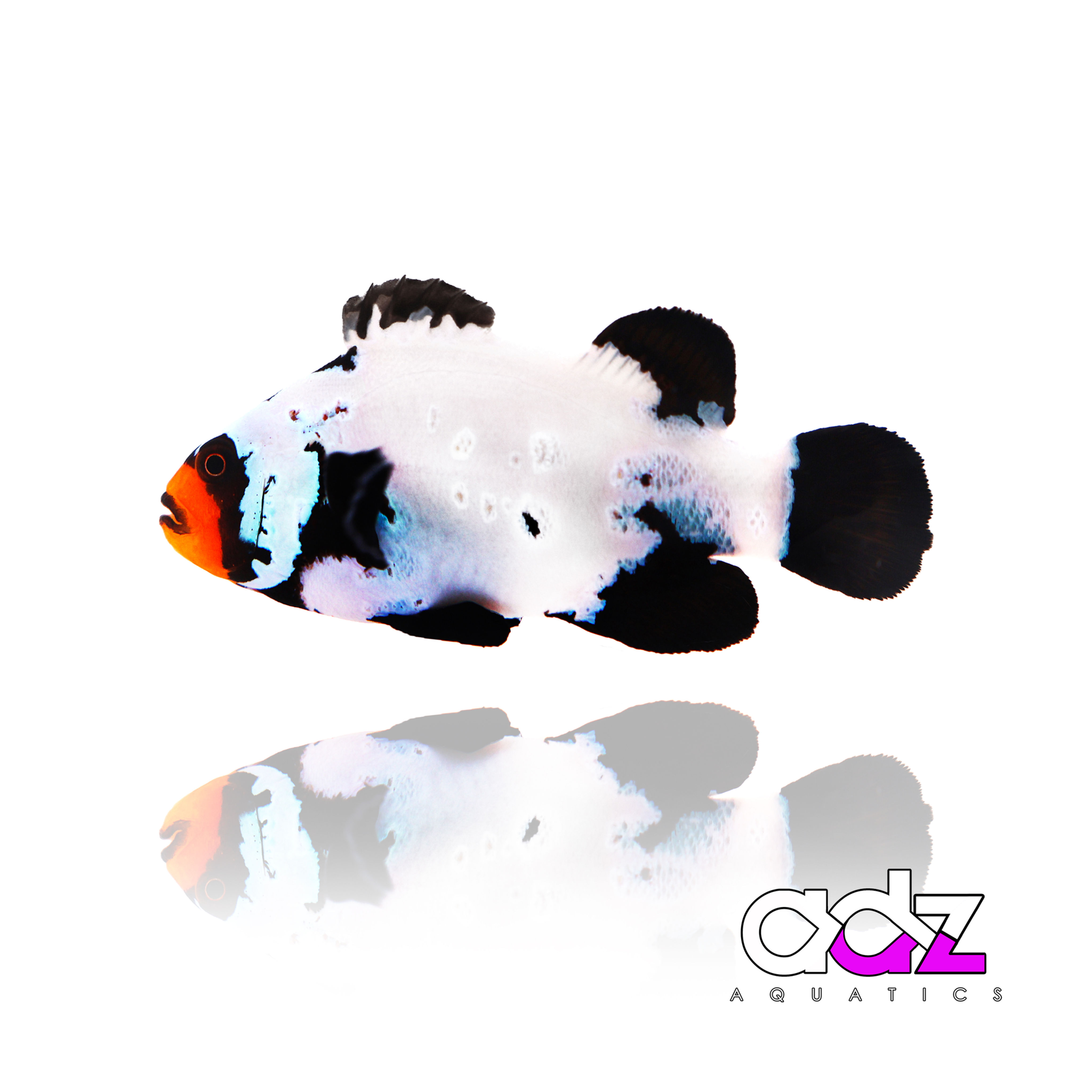 Extreme Black Ice Clownfish (Single)