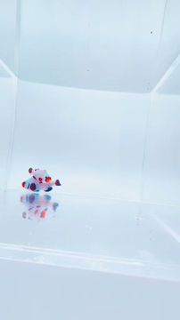 Thumbnail: Sub-Zero Clownfish Pair - WYSIWYG