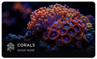 coralsIcon