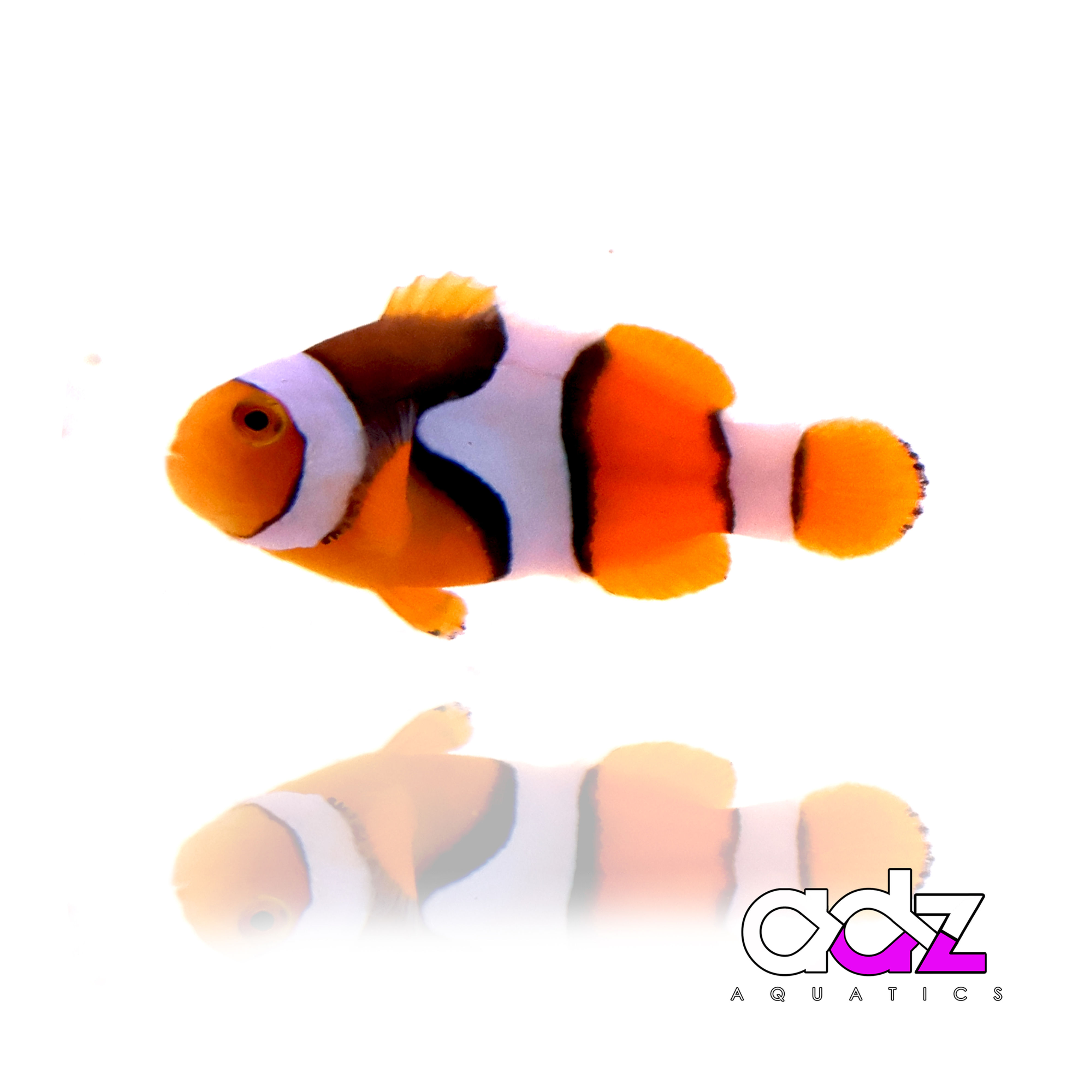Onyx Percula Clownfish (Single)