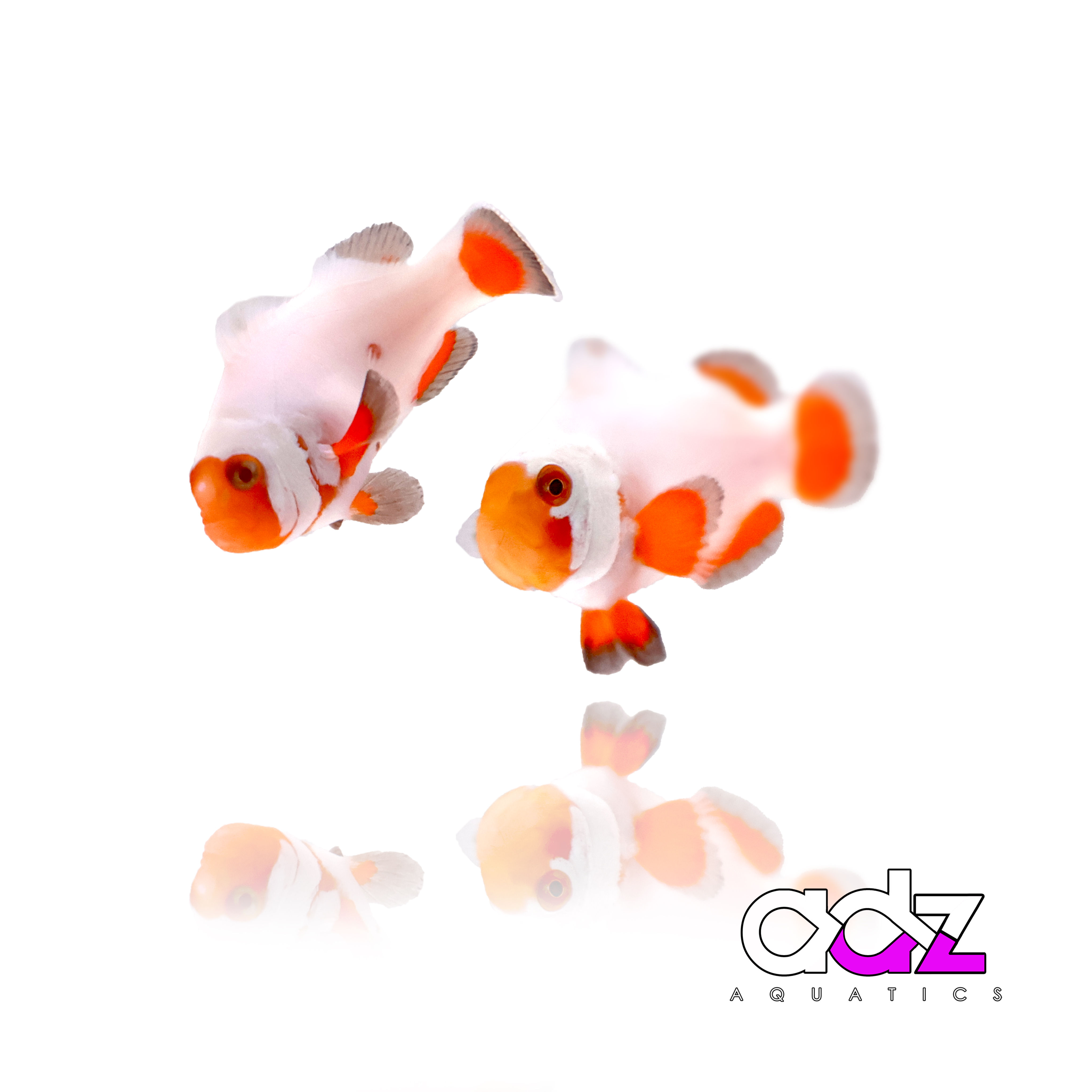 WYSIWYG - Albino Wyoming White Clownfish (Pair)