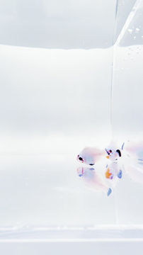 Thumbnail: Snow Storm/Extreme Wyoming White Clownfish Pair - WYSIWYG
