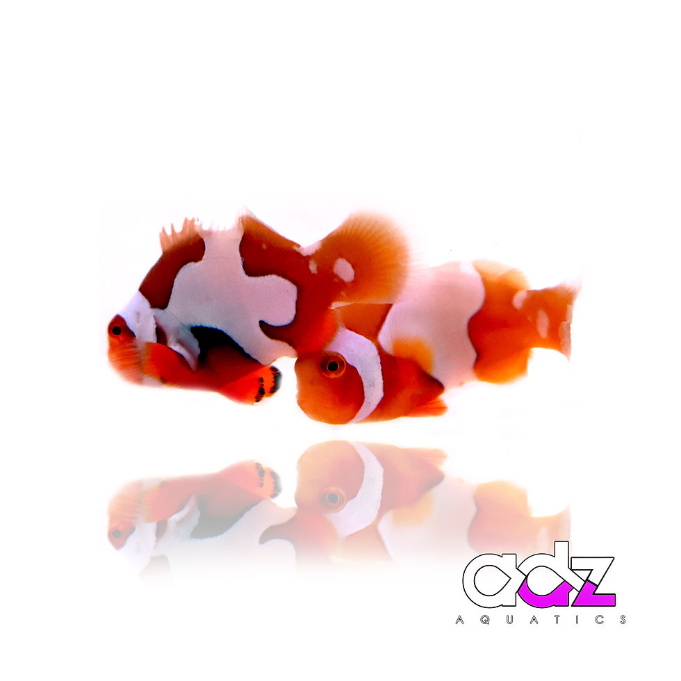 Thumbnail: Onyx Picasso Clownfish Pair - WYSIWYG