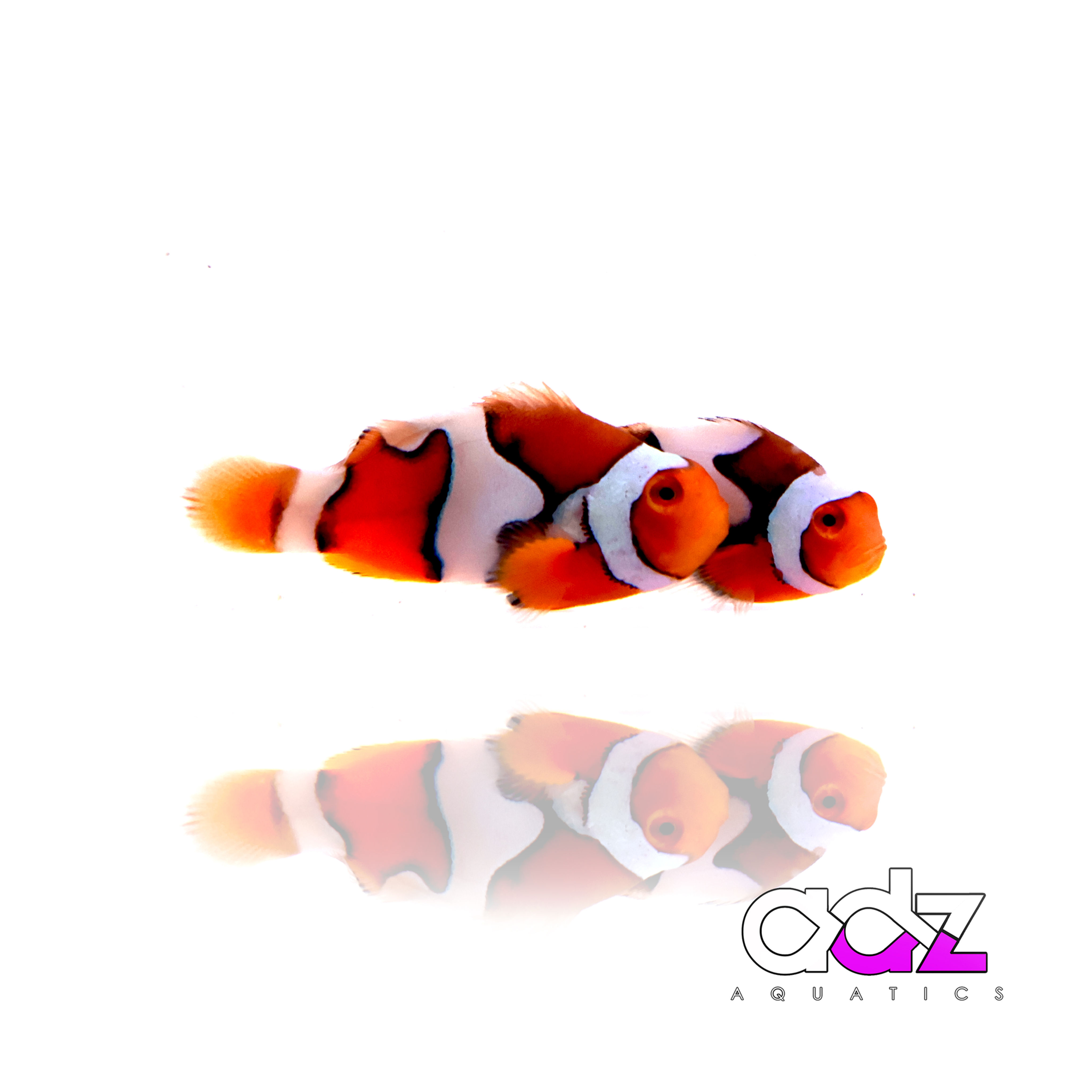 Onyx Picasso Clownfish Pair - WYSIWYG