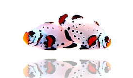 frostbiteClownfish.png
