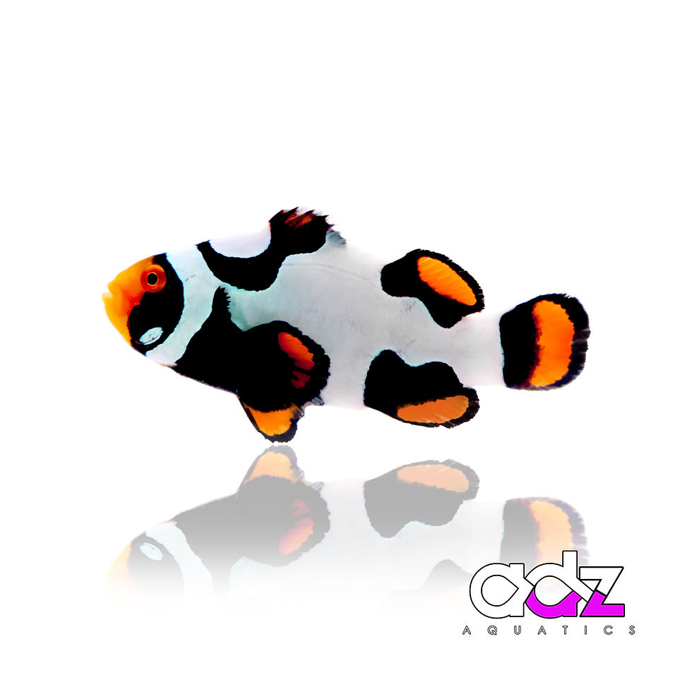 Onyx Picasso Clownfish (Single)