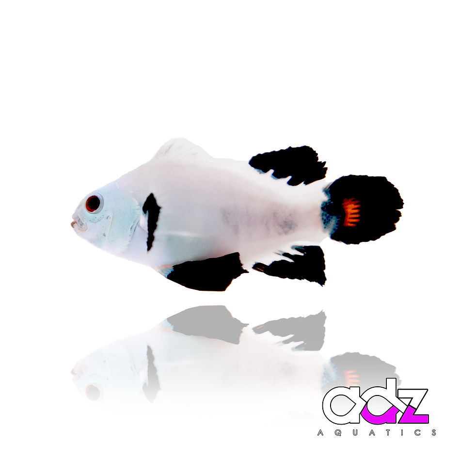 Longfin Snow Storm Clownfish (Single)