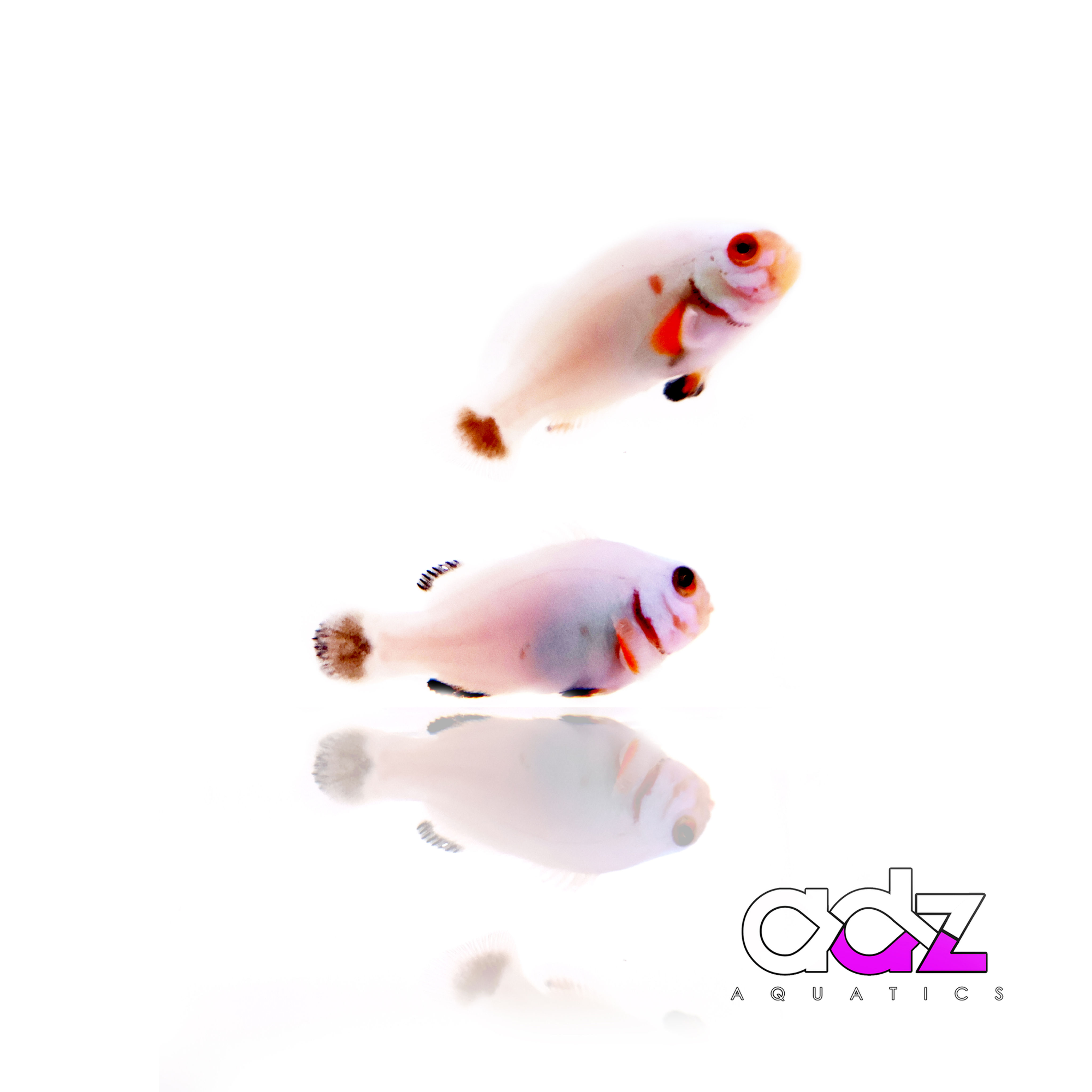 Platinum Clownfish Pair - WYSIWYG