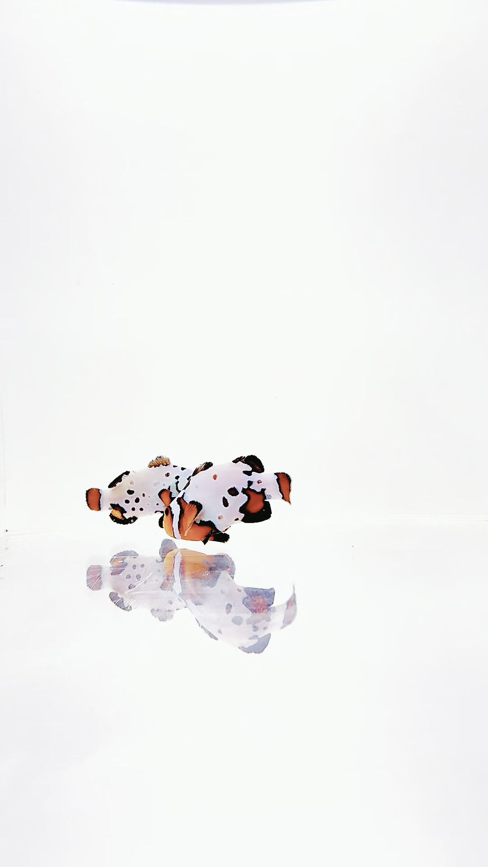 Thumbnail: Black Ice & Sub Zero Clownfish Pair - (WYSIWYG)