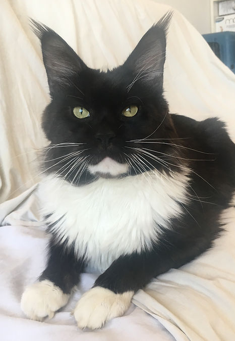 XLAND_maineCoon_parma