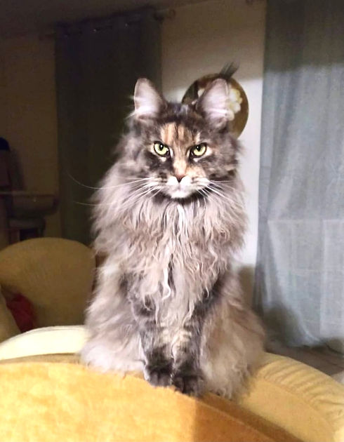 XLAND_maineCoon_parma_Fariy11