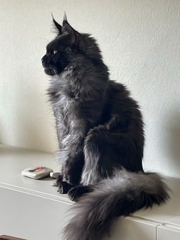 Maine Coon Black Smoke Quicksilver.jpeg