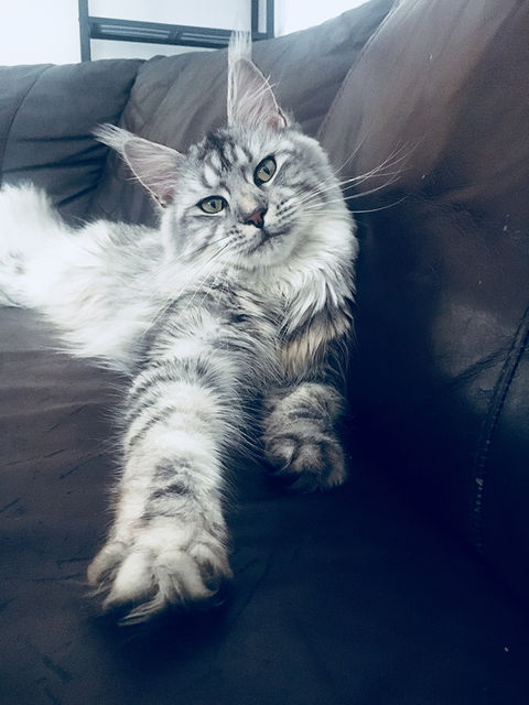 XLAND_maineCoon_12.jpg