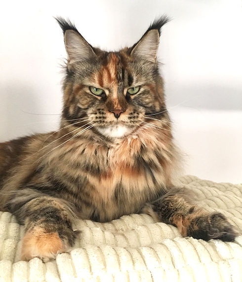 XLAND_maineCoon_parmaFemmine