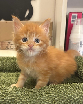 Immagine WhatsApp 2025-11-08 ore 20.08.54_42ff4392.jpg