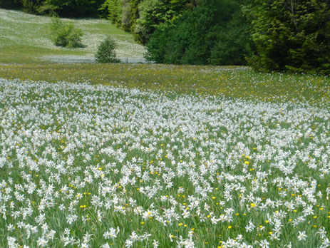 高原の花 ナルシス
Narcissus, the flower of plateaux