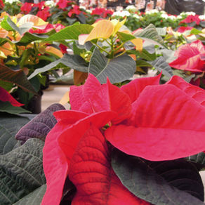 スイスのクリスマス 7
クリスマスの植物